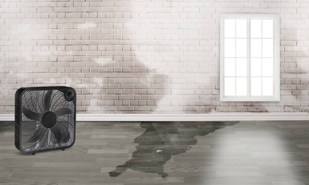 Best 24-hour water damage restoration  in Rock Island, IL